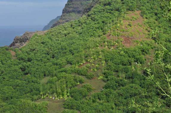 Árvores que inspiraram as fantasias de Hula Hula, ao longo do caminho para o Kalalao, na Na'Pali Coast, em Kauai, no Havaí